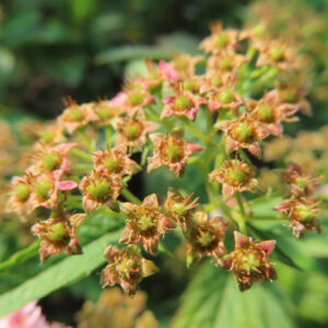 シモツケの花後、星形に開いた萼と緑色の実が残る様子を近接撮影した写真
