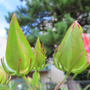 モミジアオイの未開花のつぼみをアップで撮影した写真。赤い縁取りのある緑のつぼみが青空に映える