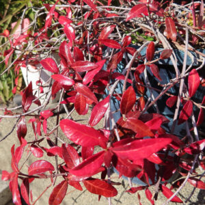 真っ赤に紅葉したテイカカズラの葉が密に茂る様子を撮影した写真。光沢のある赤い葉と細い枝が複雑に重なっている