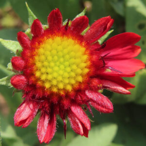 ガイラルディアの花が開きつつあるクローズアップ写真。黄色い中心を囲んで赤い花びらが広がり始めた鮮やかな初夏の花