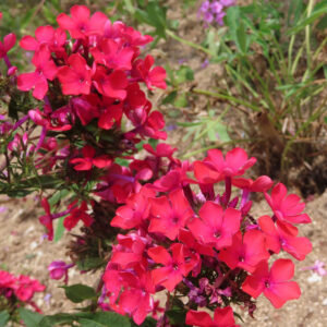 真っ赤なフロックスの花が鮮やかに群れて咲く夏の庭の写真、力強い色彩の草花