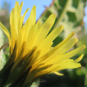 ノゲシのタンポポ似の黄花を撮影した花写真