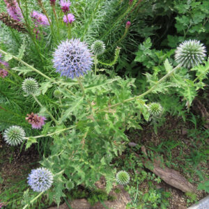 複数の花をつけたルリタマアザミの全体像