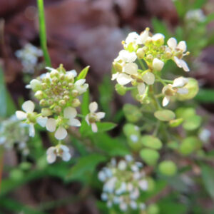 ナズナの白い小花を撮影した花写真
