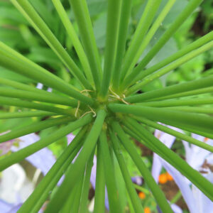 アガパンサスの花茎を真上から接写した写真。放射状に広がる緑の茎が中心に集まり、初夏の力強い生命力を感じる構図