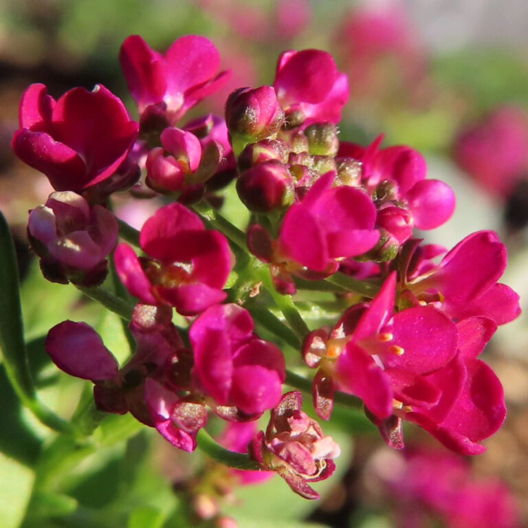 アリッサムの花写真