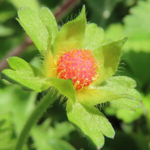 ヘビイチゴの黄色い花を撮影した花写真