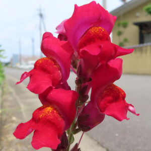 キンギョソウの口元の花形を撮るポイントを撮影した花写真