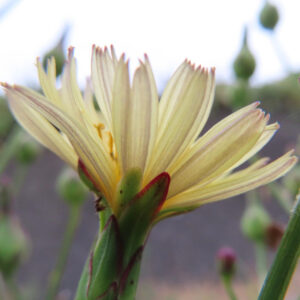 アキノノゲシ（秋の野芥子）の花を横から撮影した接写写真。淡いクリーム色の舌状花が重なり合い、赤みを帯びた総苞と緑色の花柄がはっきり分かる秋の野草。
