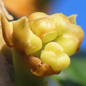 日本の秋に咲くキンモクセイの蕾を極端なクローズアップで撮影した写真（開花直前の黄緑色の蕾）