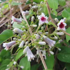 サオトメカズラの群生を撮影した写真、白い筒状の蕾と深紅の中心を持つ花が多数咲くつる性植物
