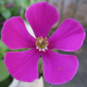 ツルコザクラの花を真上から撮影した写真。五枚のピンク色の花弁が放射状に広がり、中心に白と黄色の花芯が見える。