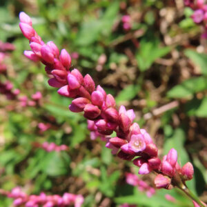 イヌタデの花穂を斜め構図で捉えたマクロ写真。赤紫色の花序にピンク色のつぼみが密に並び、中央に一輪だけ開花した小花が見える、背景を大きくぼかした自然光の接写。