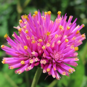 センニチコウ‘ファイヤーワークス’の花を接写（黄小花）