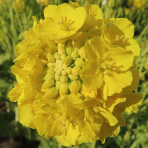 花びらとつぼみが密集したナノハナの中央を大きく写した接写写真