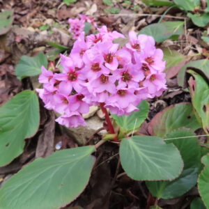 ヒマラヤユキノシタの雪の下で咲く早春花を撮影した花写真