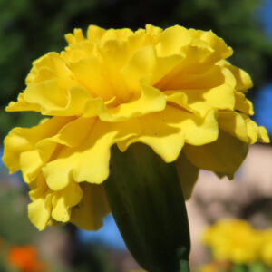 青空に映える黄色いマリーゴールドの花のクローズアップ写真｜夏を彩る鮮やかな花