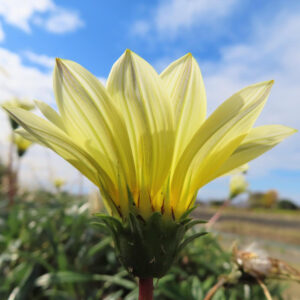 青空を背景に下から見上げた淡黄色のガザニアの花をアップで撮影した写真