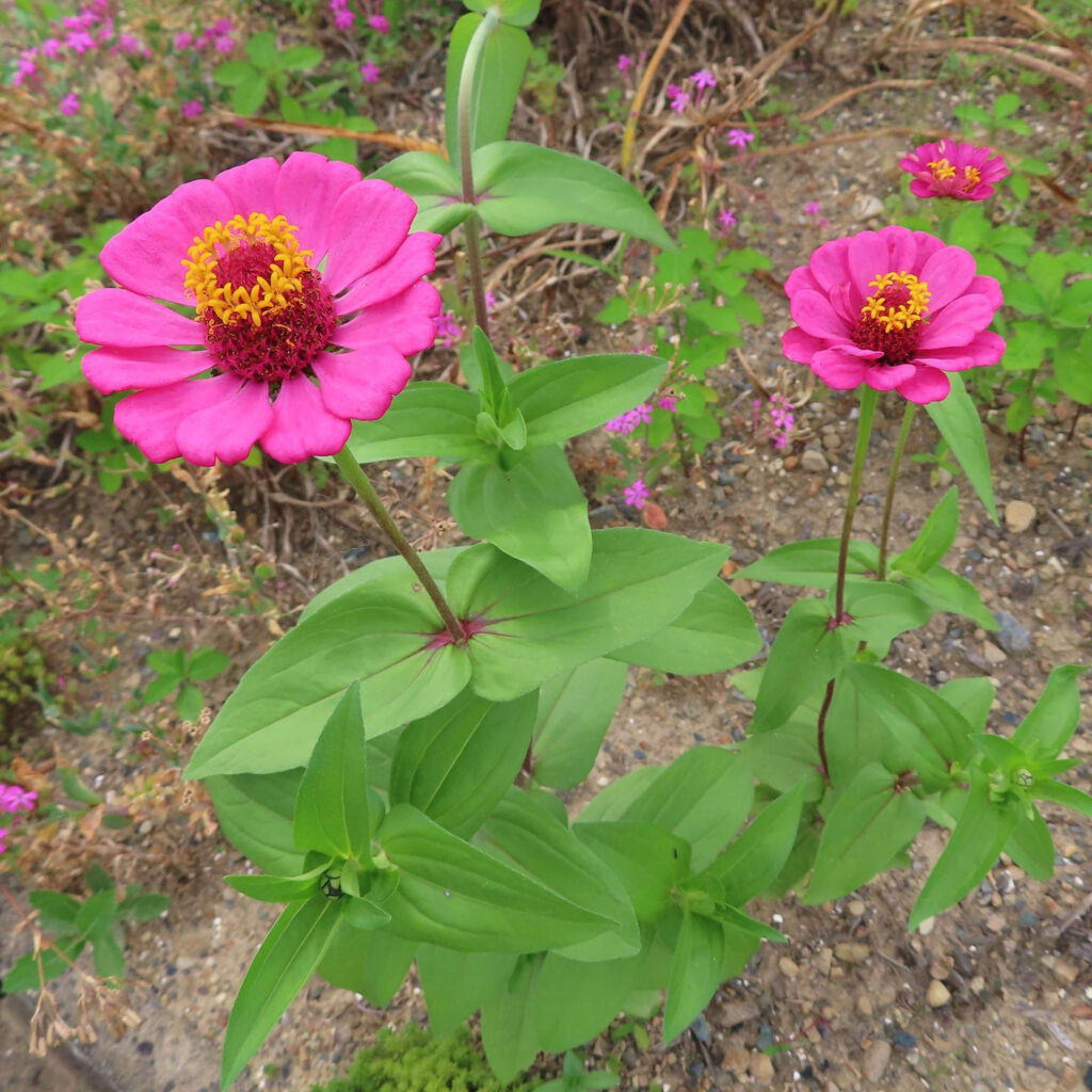 ヒャクニチソウがピンク色の花を咲かせています