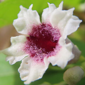 サオトメカズラの花を接写した写真、白い花びらと赤紫色の中心が鮮やかに映える