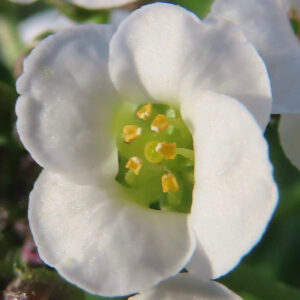 アリッサムの甘く香る小花を撮影した花写真