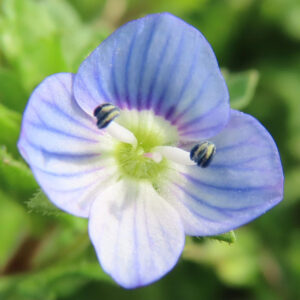 オオイヌノフグリの星の瞳と呼ばれる青い春花を撮影した花写真