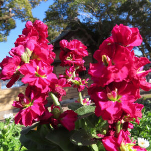 ストックのまっすぐ香る花穂を撮影した花写真