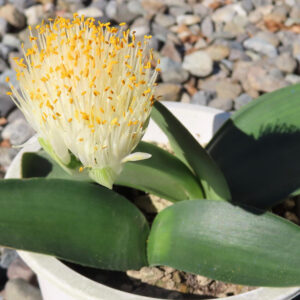 日本でマユハケオモトが白く丸い花を咲かせている様子を鉢植えで撮影した写真