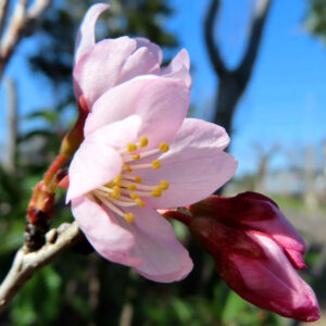 サクラの日本の桜文化を撮影した花写真