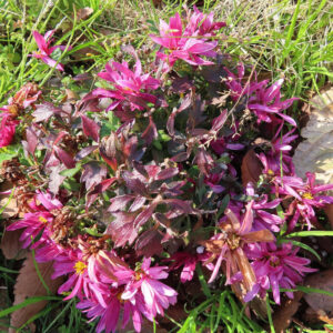 晩秋の地面に咲くキクの群生を上から撮影した写真。ピンク色の花と赤紫に色づいた葉、枯れ葉と草が混じる自然な庭の風景を写した菊の俯瞰構図。