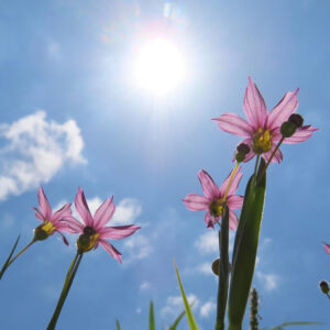青空に向かって咲くピンク色のニワゼキショウの花と太陽
