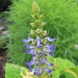 コリウスの青紫色の花穂の写真｜縦に連なる小花が美しい観葉植物のクローズアップ