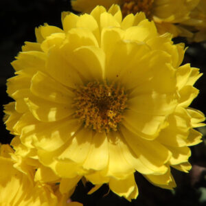 黄色いキクの花を正面から捉えたクローズアップ写真。幾重にも重なる花びらと中央の花芯がはっきり見える秋の菊の花。