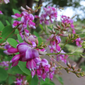 ヤマハギ（山萩）の花を接写した写真｜枝分かれした細い枝に紫紅色から淡い白へとグラデーションする蝶形花が房状に咲き、背景の緑と小径をぼかして捉えた秋の野草