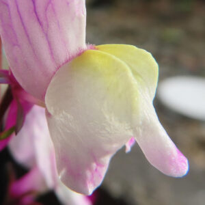キンギョソウの口元の花形を撮るポイントを撮影した花写真