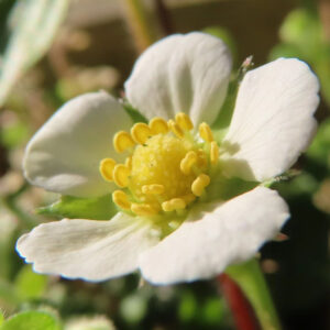 ワイルドストロベリーの花を斜め上からマクロ撮影した写真。白い5枚の花弁がやや重なり合い、中央に黄色い雄しべと粒状の雌しべが集まり、背景は緑を基調にやわらかくぼけた自然光の構図。
