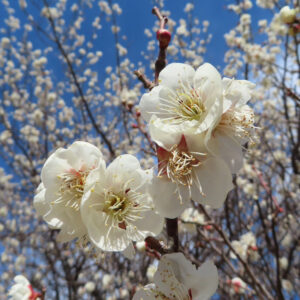 ウメの早春に香る梅を撮影した花写真