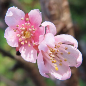 サクラの日本の桜文化を撮影した花写真