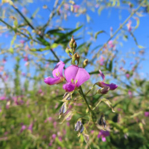 空を背景に咲くアレチヌスビトハギの花を中心にした群生の様子