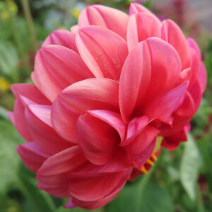 赤いダリアの花を横からアップで撮影した写真｜重なり合う花びらが美しい夏の花