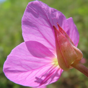 花びら裏の質感と萼が際立つユウゲショウの花の後ろ姿写真