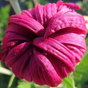 濃いピンク色のキクの花をマクロで撮影した写真。重なり合う花弁に細かな水滴が付き、自然光を受けて立体感と質感が際立っている様子。