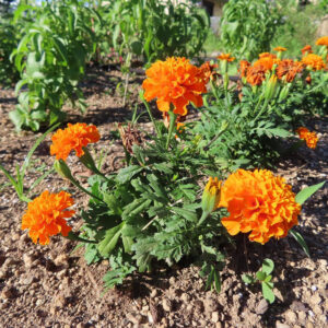 畑に咲くオレンジ色のマリーゴールドの株全体の写真｜夏の花壇を彩る鮮やかな花