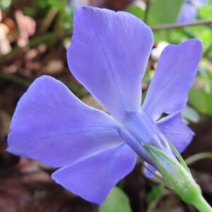 ツルニチニチソウの紫の蔓花を撮影した花写真