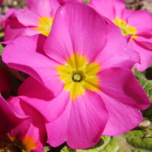 プリムラの春を告げる花を撮影した花写真