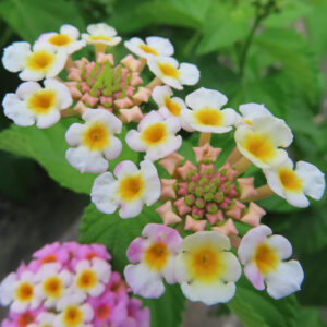 白い花弁と中心が黄色に染まるランタナの花房を上から捉えたマクロ写真。円形に並ぶ小花と中央のピンクがかったつぼみ、背景には緑の葉と別の花房がやわらかくボケて写っている。