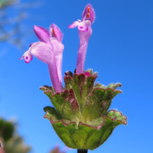 ホトケノザの仏の座に似た葉の春野草を撮影した花写真