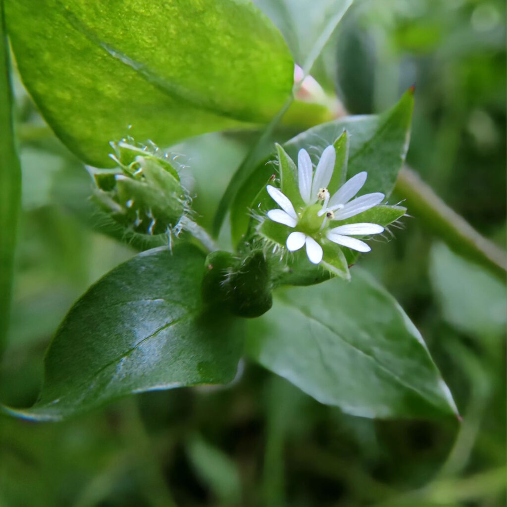 ハコベが白い花を咲かせています