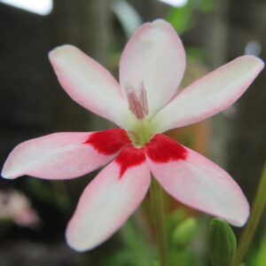 ヒメヒオウギの淡いピンク色の花をクローズアップ撮影した写真。花びらの根元に濃い赤色の模様が入り、美しい六枚花弁が緑の背景にくっきり浮かび上がる