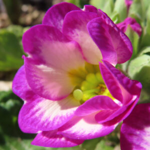プリムラの春を告げる花を撮影した花写真